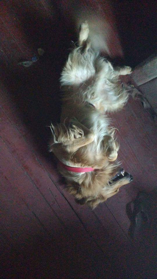 patorivas231's tweet photo. En el día del perrito... Mi amigo quedó... #doglovers https://t.co/DnqHUOBUTu