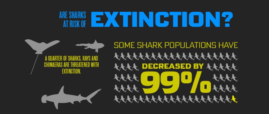 Find out what you can do to help save sharks >> bit.ly/29R2s5Y