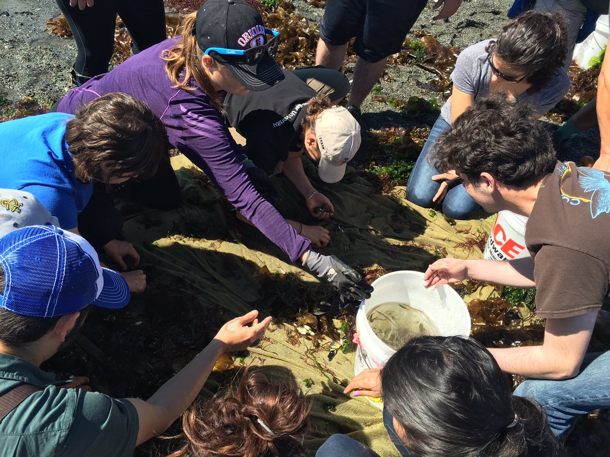 GenTremblaze's tweet photo. Collected oodles of fish + 2 nudibranch during morning seining w @Fishguy_FHL fish team #FHL2016 #WhiteleyCenter https://t.co/Sb9TNDADP2