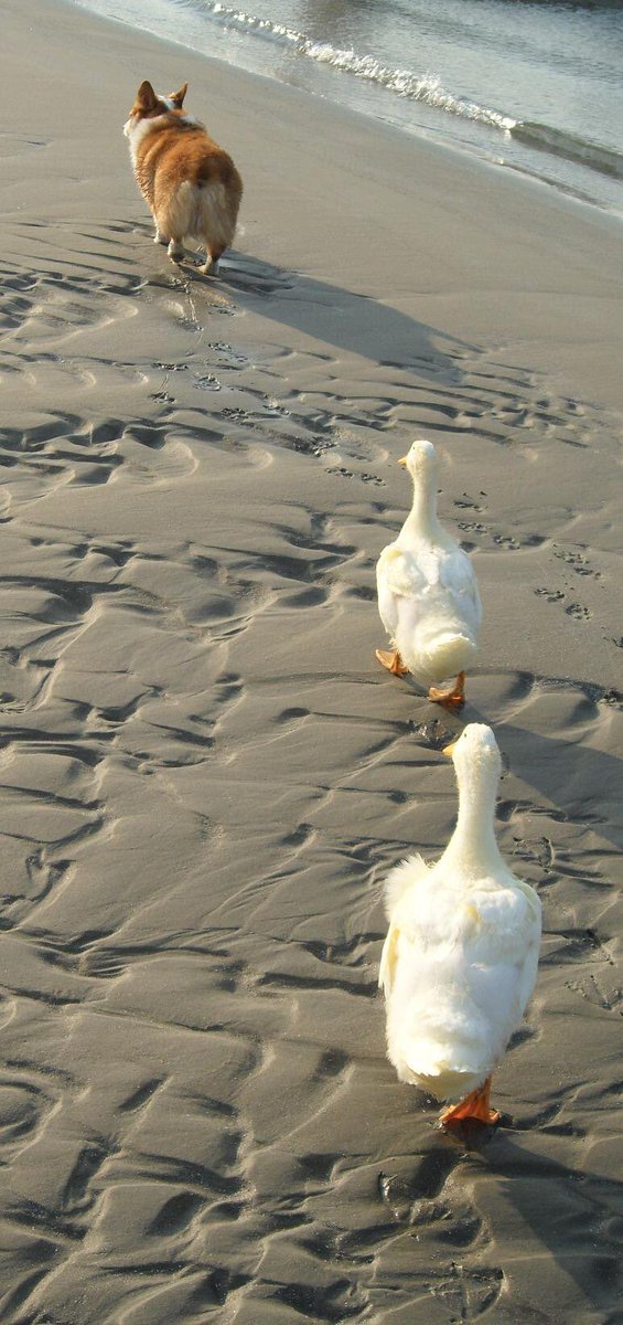 dog_rates's tweet image. Here&apos;s a heartwarming scene of a single father raising his two pups. Downright awe-inspiring af. 12/10 for everyone