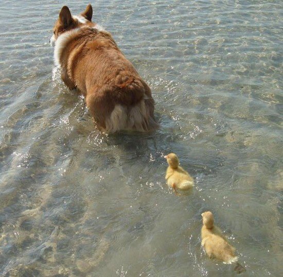 dog_rates's tweet image. Here&apos;s a heartwarming scene of a single father raising his two pups. Downright awe-inspiring af. 12/10 for everyone