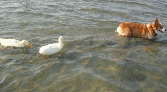 dog_rates's tweet image. Here&apos;s a heartwarming scene of a single father raising his two pups. Downright awe-inspiring af. 12/10 for everyone