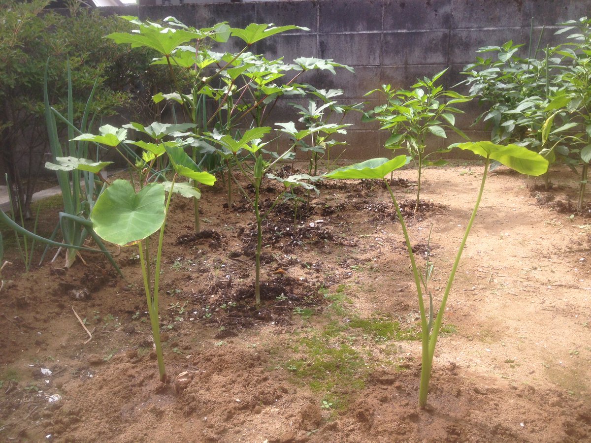 John Munjak Tgif I Just Planted A Couple Of Taros 里芋 In My Vegetable Garden For The First Time 富山 英語 Twinglish John Munjak Tgif I Just Planted A Couple Of Taros 里芋 In My Vegetable Garden For The First Time 富山 英語 Twinglish