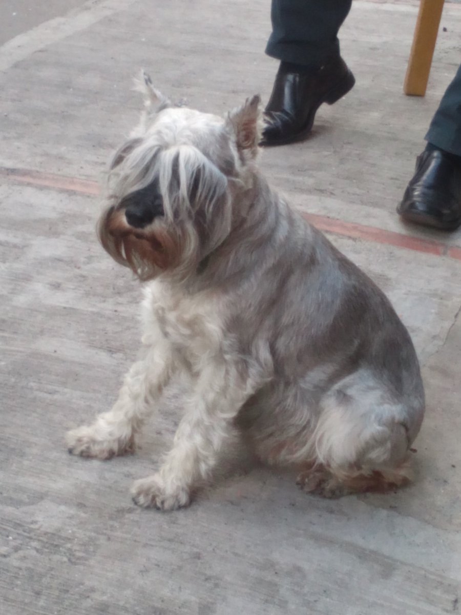AlejaTorresA's tweet photo. Se busca Perrita schnauzer 10 años su nombre es Nube barrio la florida si la han visto favor comunicarse 3124486005. https://t.co/WjIDWBuPdF