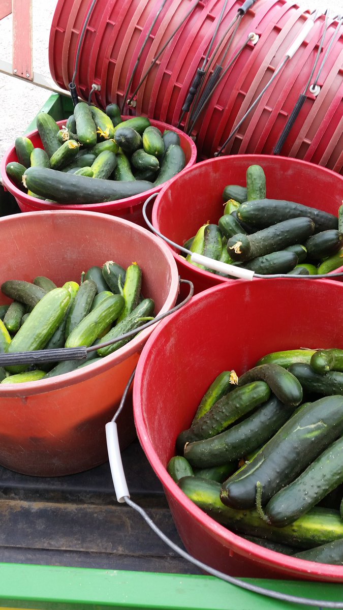 DTelenko's tweet photo. First harvest from cucumber variety trial @ccecornell @GLVeg #freshvegetables https://t.co/7ydzqBSx33
