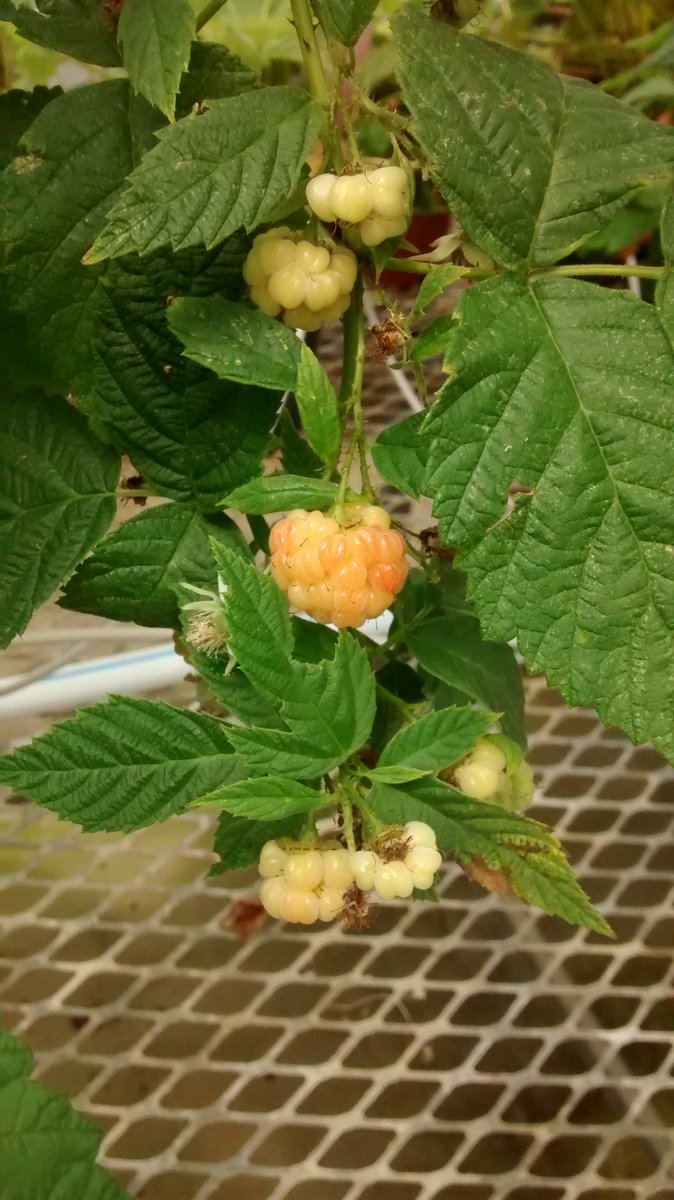 the_kittylord's tweet photo. Raspberries ain't always red #rubus #NCSU #teamrubus #raspberry https://t.co/2oOPAbEFQe
