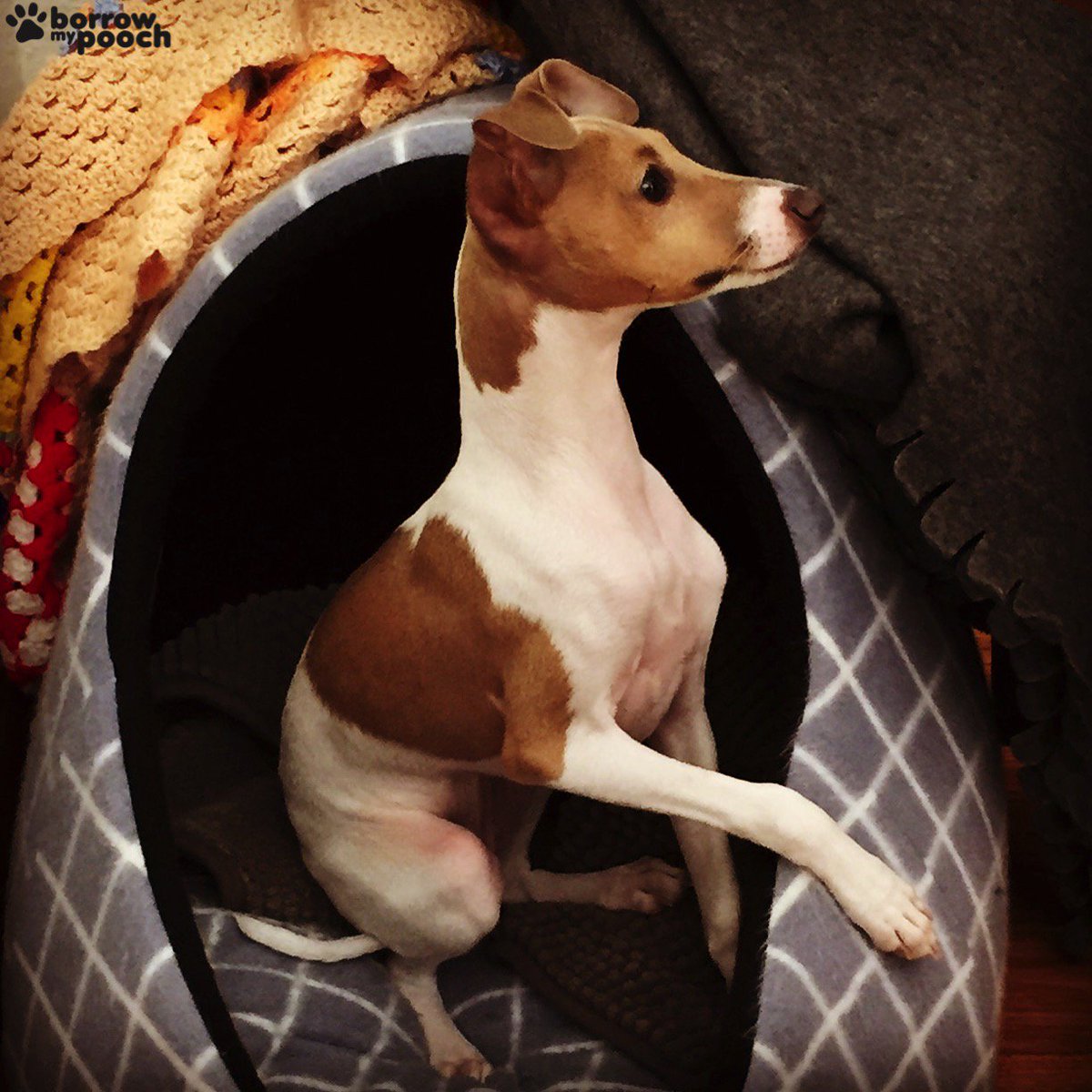 Gorgeous Saffron is an Italian Greyhound and lives in Windsor, VIC ow.ly/dpGo3025Ebp