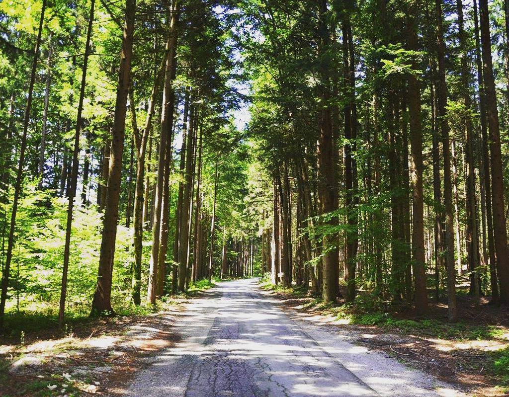 GeaGoSi's tweet photo. Drevesa za senco in veter v laseh - kolesarjenje je dobra ideja v vročih dneh😥😉🚲 #vas #pre… https://t.co/yMUeVN3yE4 https://t.co/u2xCXudKlv