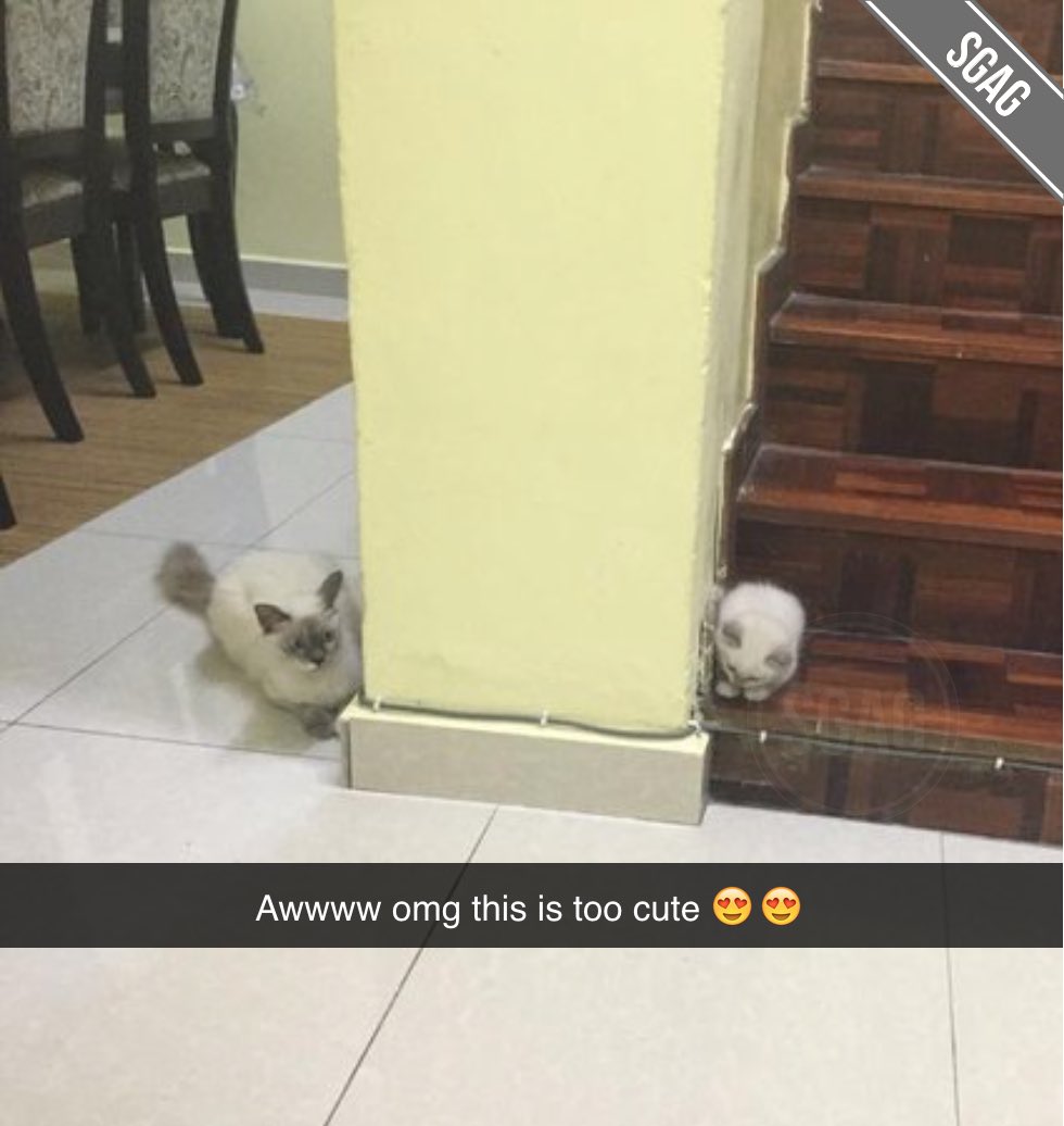 SGAG_SG's tweet photo. OMG this mummy cat and her kitten playing hide and seek 😍😍 https://t.co/DQMuxUdeCD