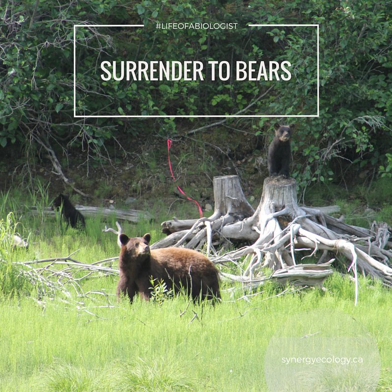 synergyecology's tweet image. Some days you have to take the long way around #biologist #biologistlife #biologistproblems #wildlifebiology