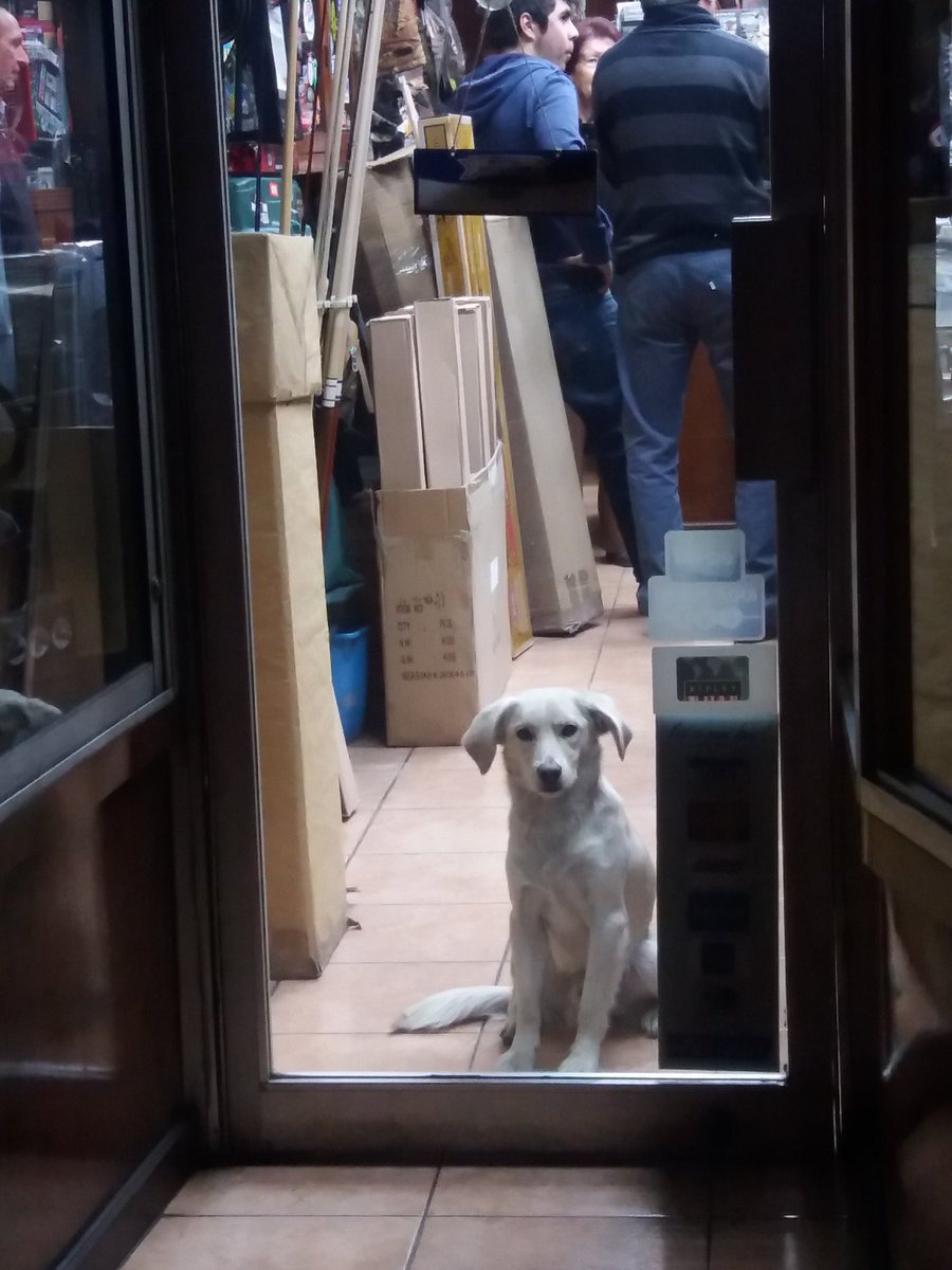 URGENTE!una familia cachorro inteligente limpio,esta educado avisa para salir ADOPTALO! o volvera a la calle 💔🐕💔 RT