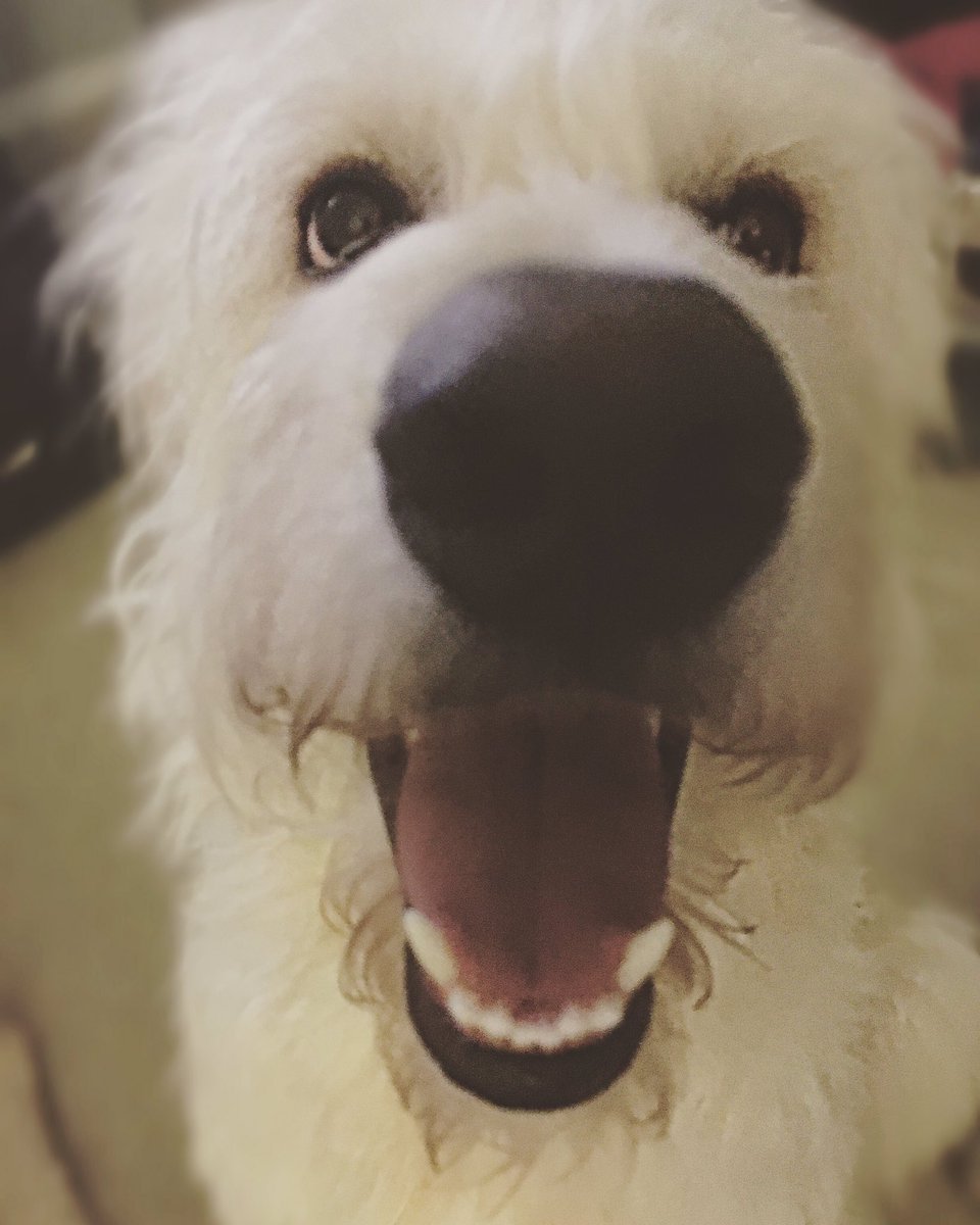 maisyannadams's tweet photo. so. much. love. #goldendoodle #doodsontwitter #dogsoftwitter #dogstrumphate #lovetrumpshate https://t.co/iCeyQjuX3L