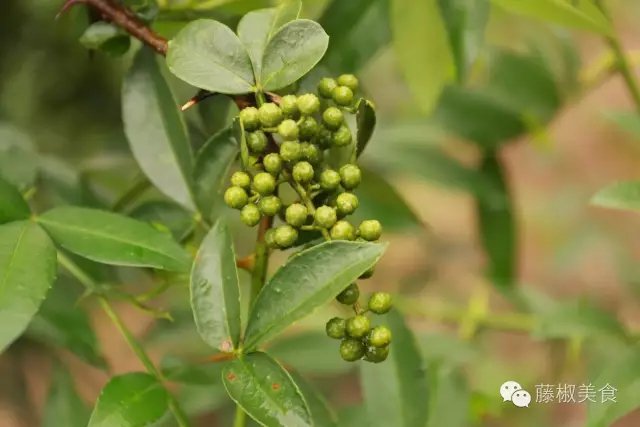 Yaomazi Food 藤椒 古称蔓椒 山椒 色泽翠绿 清香悠麻 是椒属中的珍品 藤椒 又名香椒子 原产于青衣江流域的洪雅县 藤椒果实为绿色 其果油多有光泽 可提取芳香麻油 即 藤椒油 藤椒较之花椒 青花椒气味更芬芳 口感更香麻 T Co