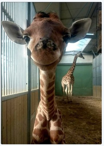 아기 기린?ㅎㅎ