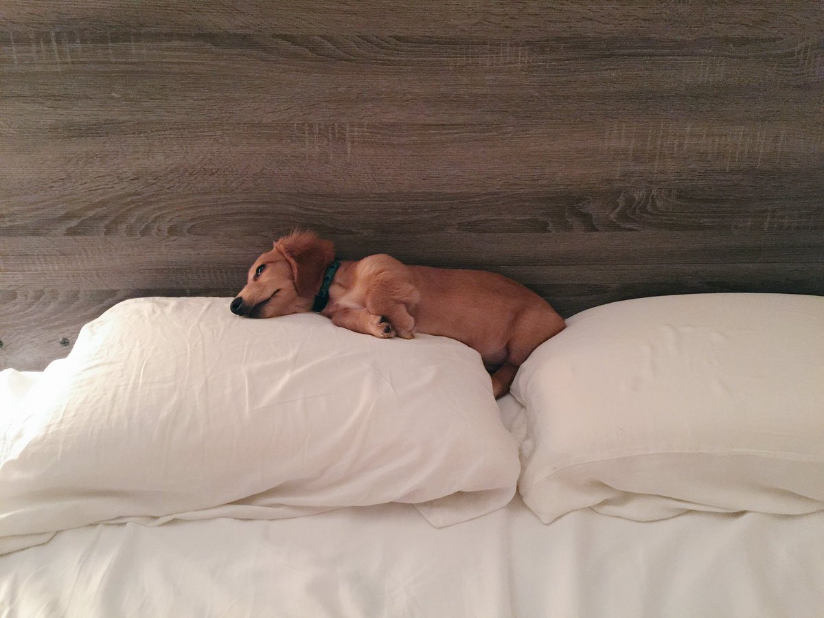 kittydorr's tweet photo. When you're finally in a comfortable position to sleep &amp; then start thinking about everything you have 2 do tomorrow https://t.co/xHQnwvEcsp