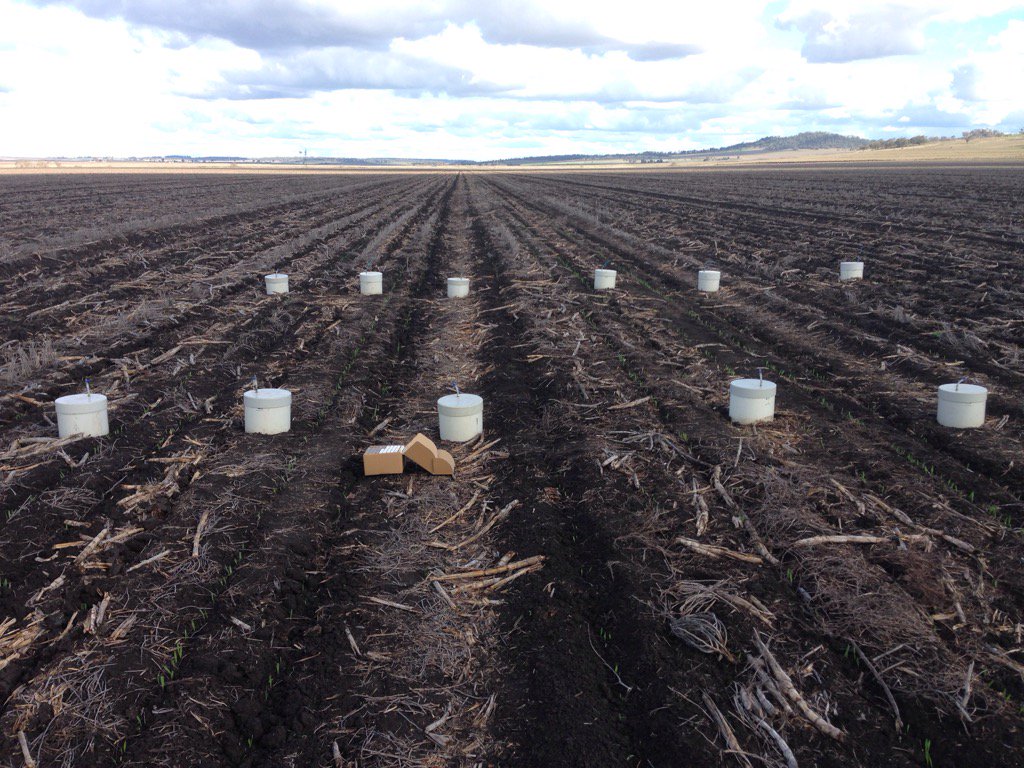 Interesting to see greenhouse gas emissions in a very late winter crop @nceausq