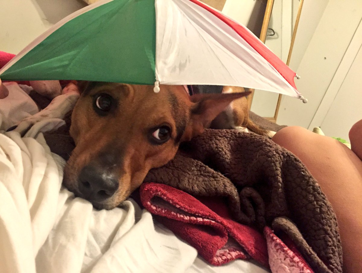 EA_Stripes's tweet image. Better grab your dumbrella.  It&apos;s really stupid out there today. #aussielogic  I