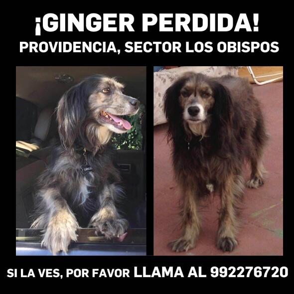 FavorRT #EncontremosaGinger #PerraPerdida #PerraExtraviada en <a href="/Muni_provi/">Muniprovi</a>
#Ginger puede estar en cualquier comuna