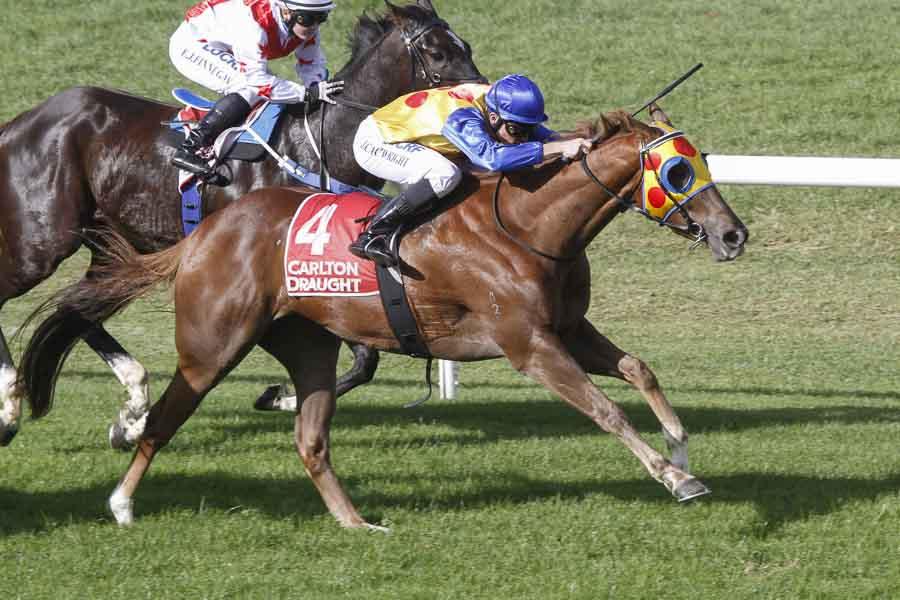 MYSTICANO (pic) just won at Murray Bridge to make it 11 global wnrs in 11 days for EQUIANO progeny! A sire on fire!