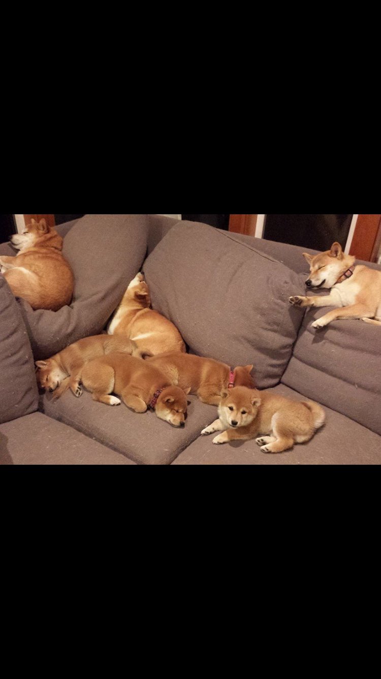 しま 海外でも人気の日本犬 その中で1番体が小さい犬 その犬種とは 柴犬 柴犬は勇敢で家族を守る 良い犬になりますね T Co Vgcrgv7zyt Twitter