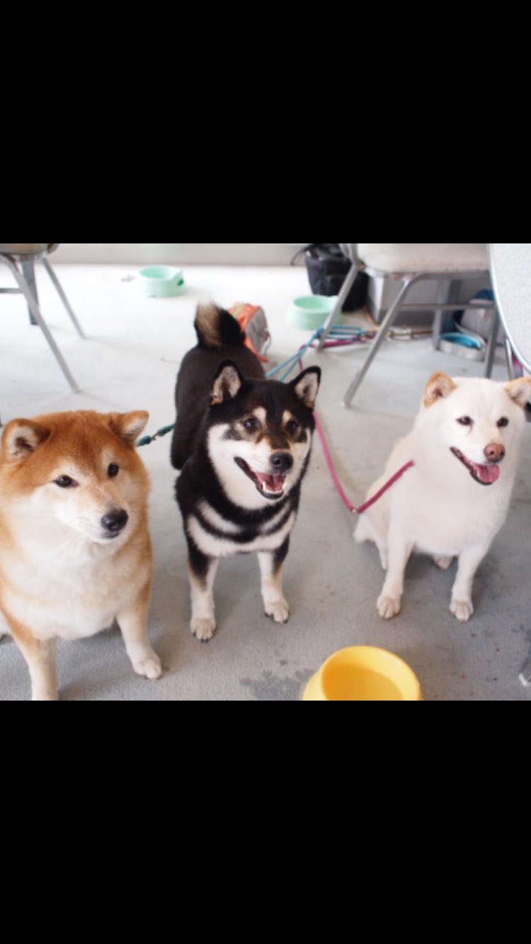 しま Twitter पर 海外でも人気の日本犬 その中で1番体が小さい犬 その犬種とは 柴犬 柴犬は勇敢で家族を守る 良い犬になりますね T Co Vgcrgv7zyt Twitter