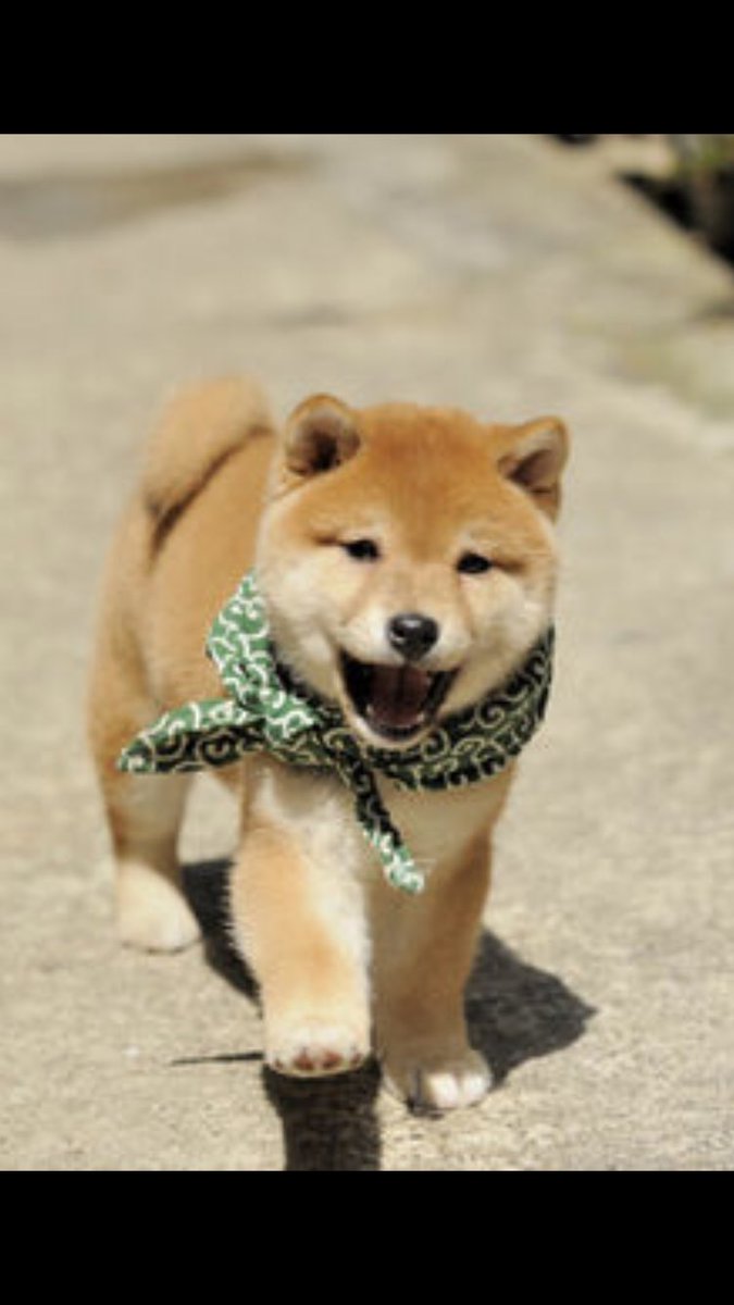 Twitter पर しま 海外でも人気の日本犬 その中で1番体が小さい犬 その犬種とは 柴犬 柴犬は勇敢で家族を守る 良い犬になりますね