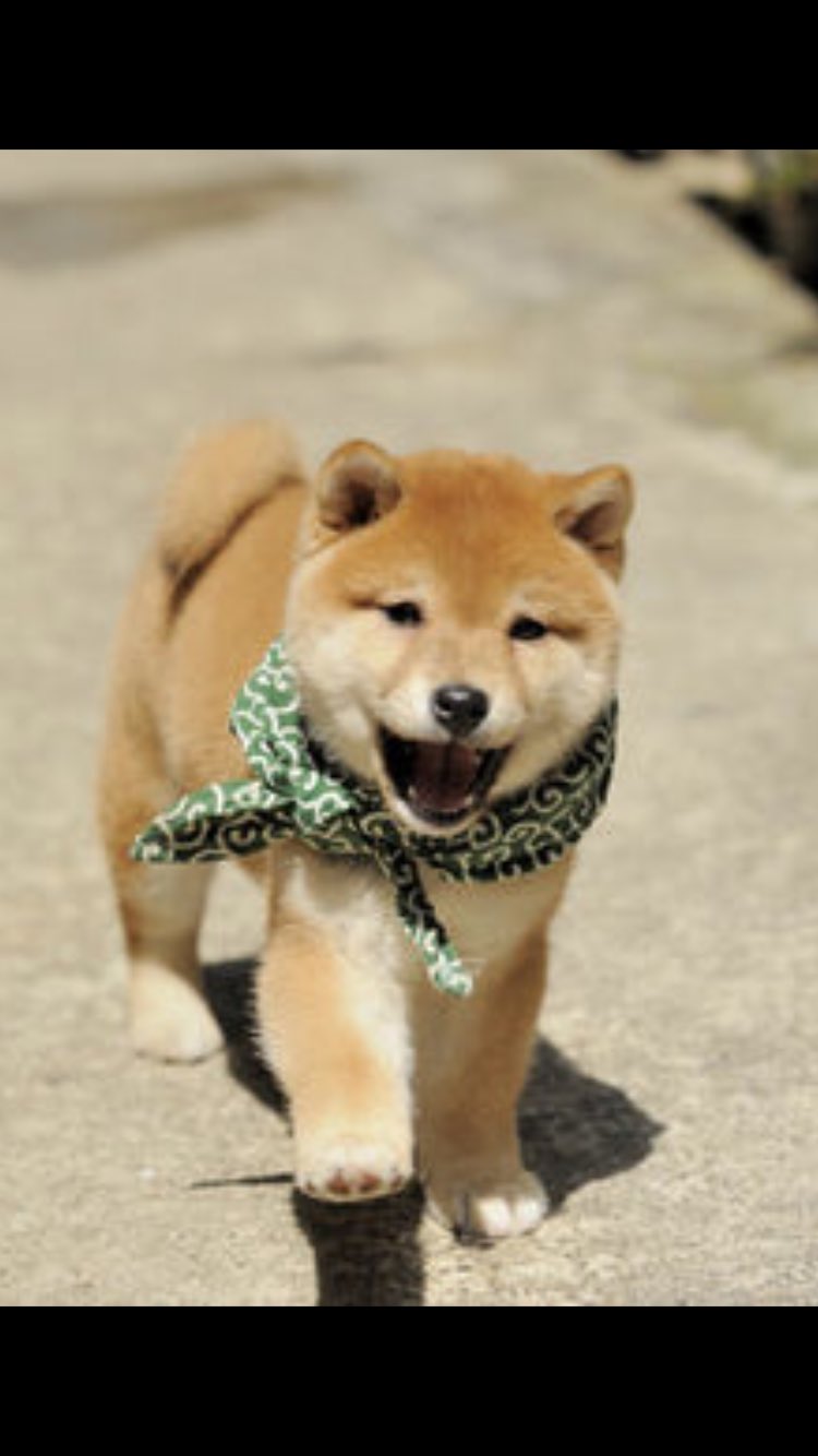 しま 海外でも人気の日本犬 その中で1番体が小さい犬 その犬種とは 柴犬 柴犬は勇敢で家族を守る 良い犬になりますね T Co Vgcrgv7zyt Twitter