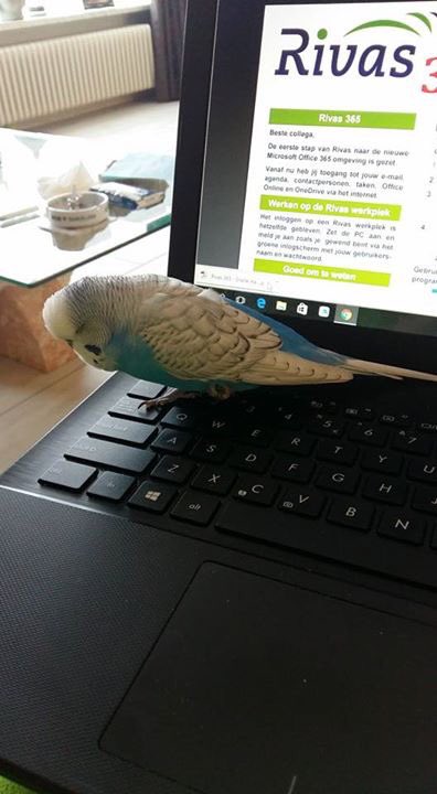 kittygoseling's tweet photo. Blauwe grasparkiet weggevlogen, kan niet gemist worden! #vianen #franciscushof #vermist #vogel https://t.co/l1N65RBz9l