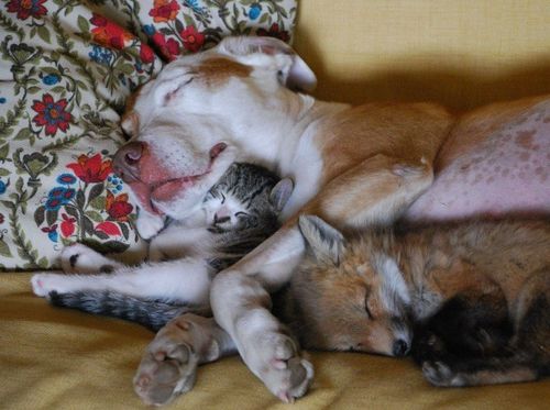 CuddlePuddleNtn's tweet photo. Good Morning Puddlers ! #CuddlePuddleFriday We're doing a #LiveTweet of #Kindergardencop2 tomorrow at 12:00pst. Join https://t.co/pQo25tSzn8