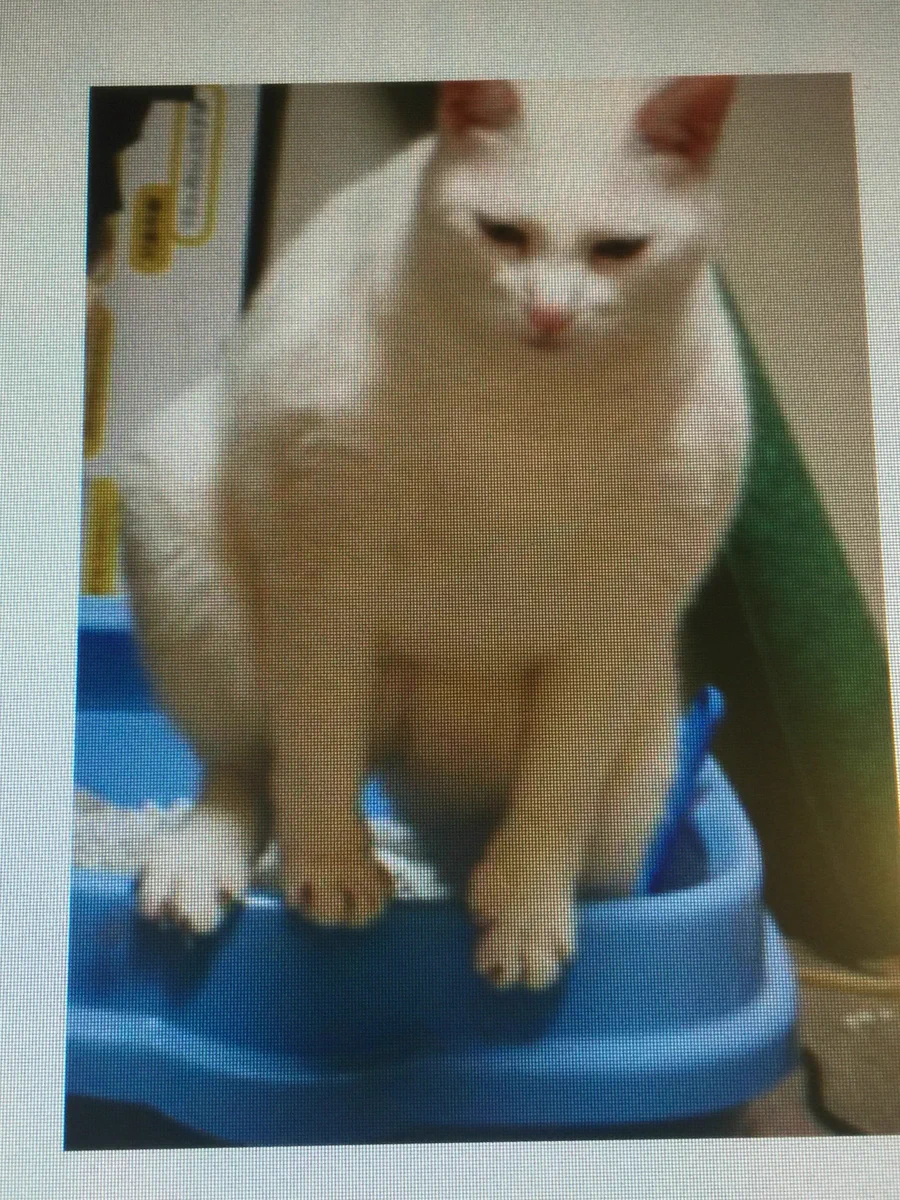 この猫強そう過ぎワロタｗ全く勝てる気しないｗｗｗ