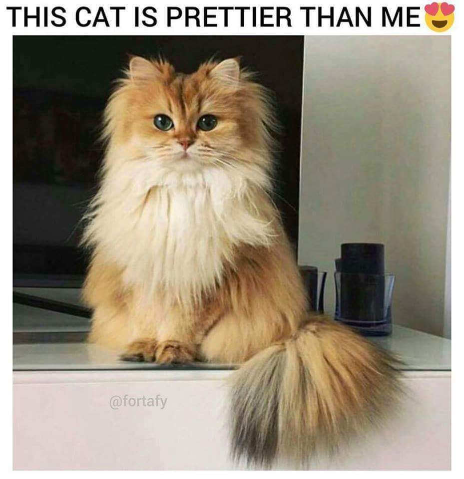 DogsForLife5's tweet image. True