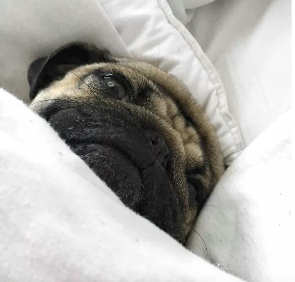 DogsForLife5's tweet image. Me all summer while my friends are partying