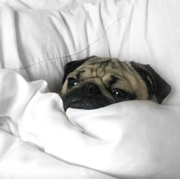 DogsForLife5's tweet image. Me all summer while my friends are partying