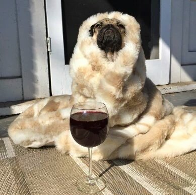 DogsForLife5's tweet image. Me all summer while my friends are partying