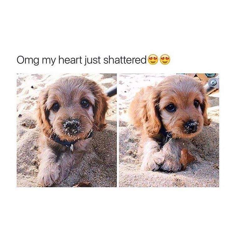 DogsForLife5's tweet image. LOOK AT HIM 😍❤❤