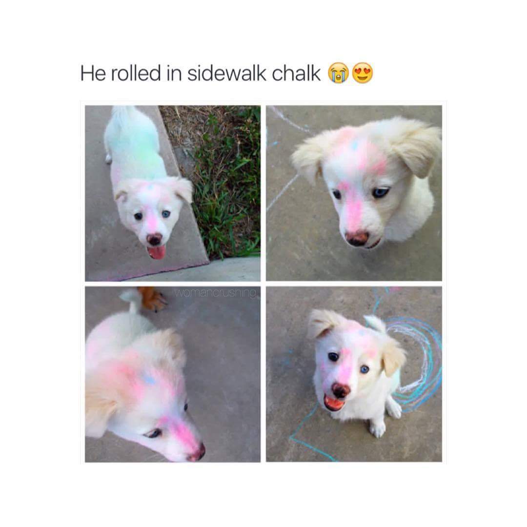 DogsForLife5's tweet image. 😂😂😭😍