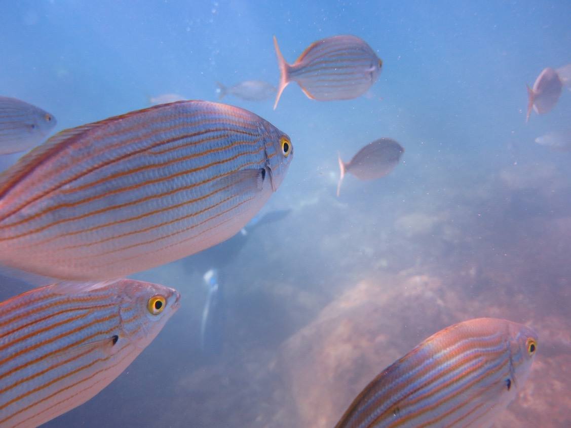 calipso_diving's tweet photo. Happy Friday, Happy diving!! #calipsodiving #lanzarote #summer #diving https://t.co/WFNw49sBiQ