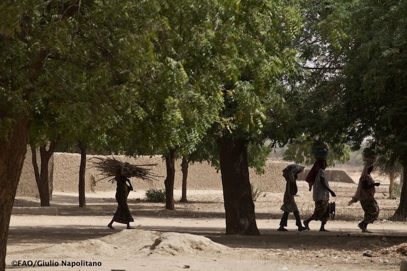 FAOKnowledge's tweet image. Forestry for a low-carbon future: Integrating #forests in #climatechange strategies bit.ly/29PRm59 #COFO23