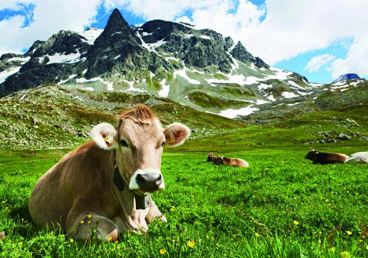 The Dish: There will be blood - Your #food was once alive, a few stray remnants are a given buff.ly/2a5dMxU