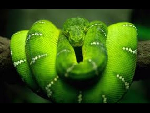 TubeFear's tweet image. &quot;Nature&quot; The Reptiles: Snakes ~ PBS Documentary - feartube.com/nature-the-rep… #NatureDocumentary #PBSDocumentary