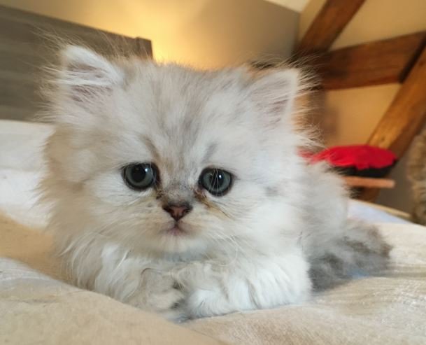 chatspersans's tweet photo. Malou, petit mâle Silver Shaded, est toujours disponible https://t.co/zvBDkdMsO6