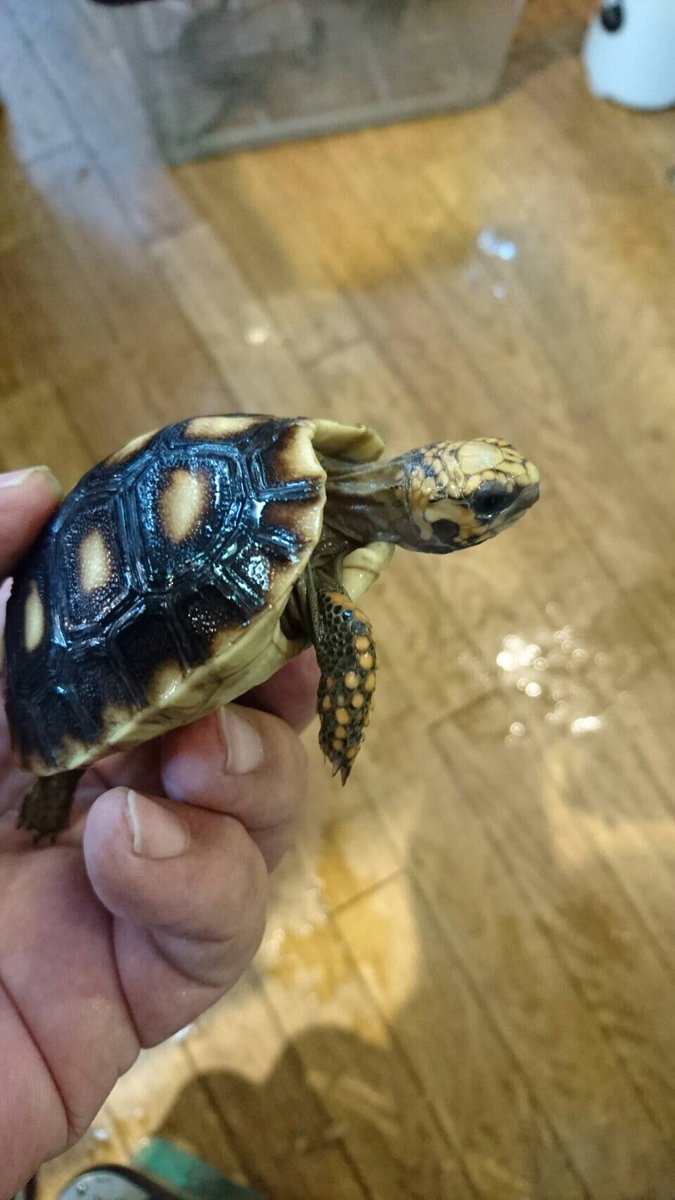 Sauria守口店 Auf Twitter バルバトスアカアシリクガメ カリブ海に浮かぶ島国バルバトスが原産のリクガメです アカアシ の中でも小型なので飼育し易いです Sauria守口店 Auf Twitter バルバトスアカアシリクガメ カリブ海に浮かぶ島国バルバトスが原産のリクガメです アカアシ の中でも小型なので飼育し易いです