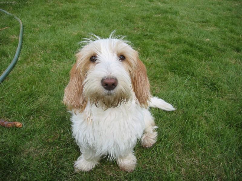 DogsTee's tweet image. When you feel lousy, puppy therapy is indicated.