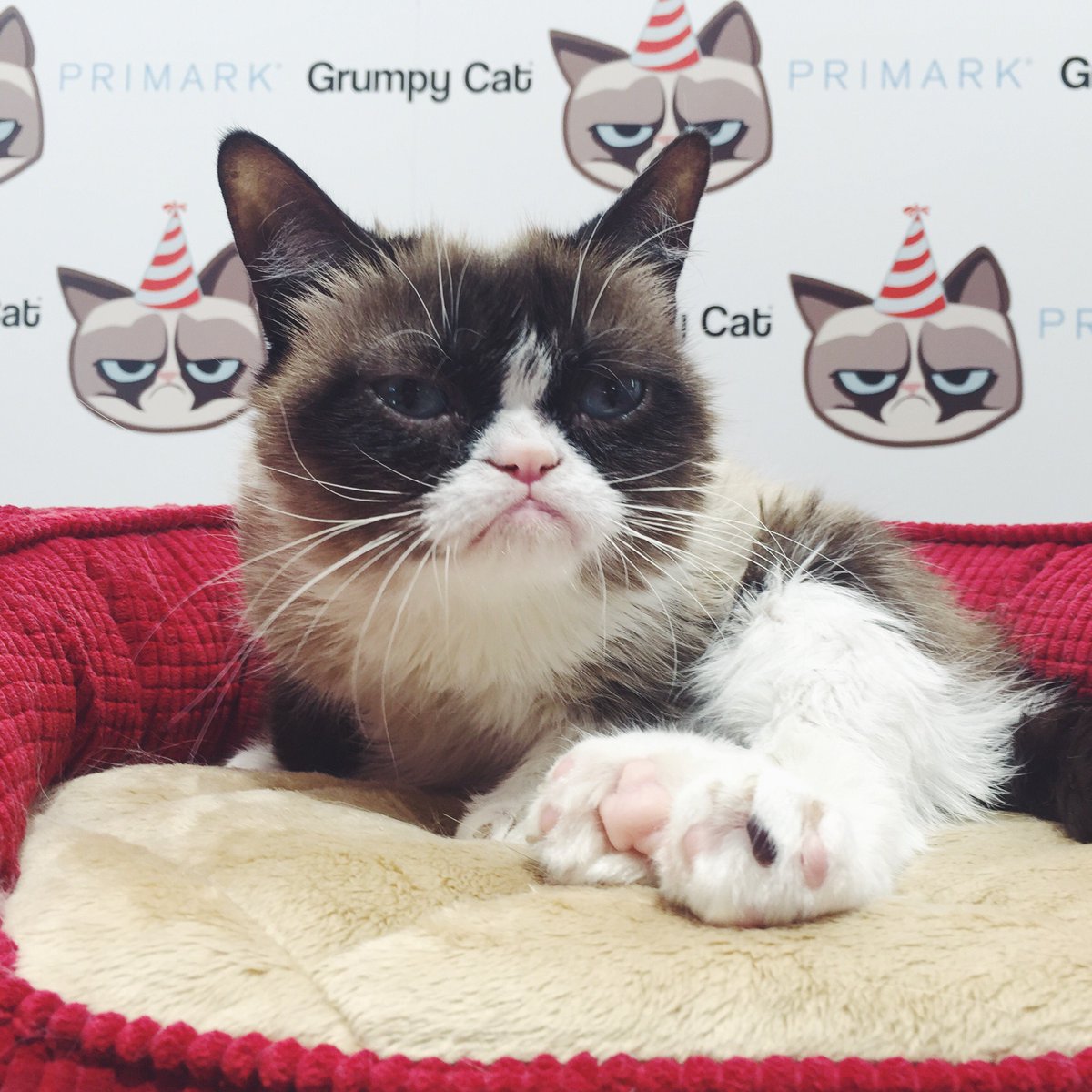 Primark's tweet photo. Go behind the scenes as #PrimarkMeets @RealGrumpyCat over on Snapchat! 👉 https://t.co/VQkCLNQRSQ #Primark https://t.co/q0udeco3gG