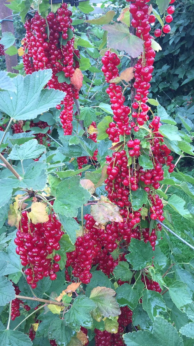 Vanaf vandaag kun je bij ons zelf rode bessen plukken! 1 kilogram voor €4,-! 🍃