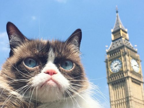 hmvtweets's tweet photo. RT! @RealGrumpyCat is @hmv363OxStreet 5pm today! Pop in &amp; get a pic. Info > https://t.co/1VU5suwqXi #FridayFeline https://t.co/uKmQLgbIYO