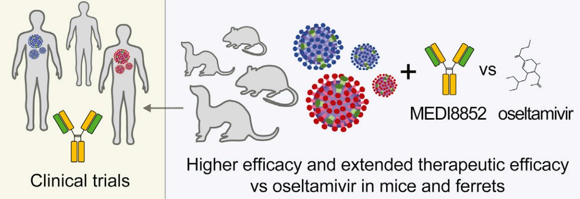 Labiotech_eu's tweet image. Winner Antibody’ holds promise as universal Influenza A Vaccine @MedImmunehttp://ow.ly/4k1B302uLrg