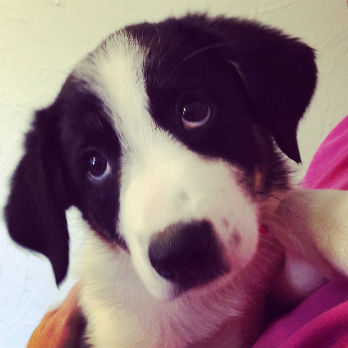 Buchananvets's tweet photo. Introducing Shelby! 2 months old and starting her vaccination course today. #vaccineswork #puppy #cuteanimals https://t.co/CPDjbisS9w