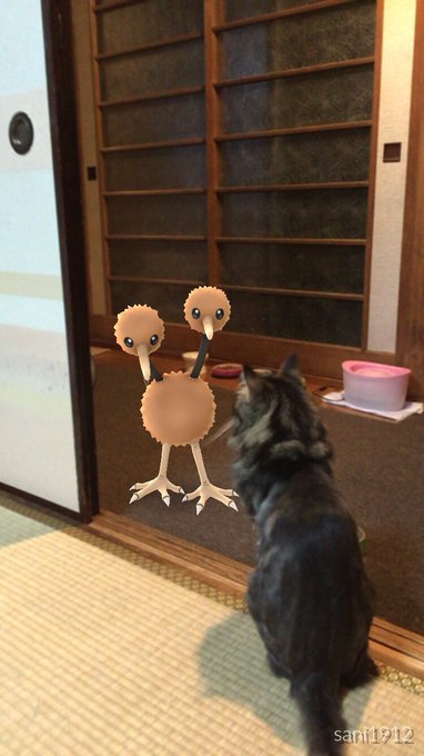 Can Real Life Pets Actually See Pokemon Pokemon Go Social News Daily