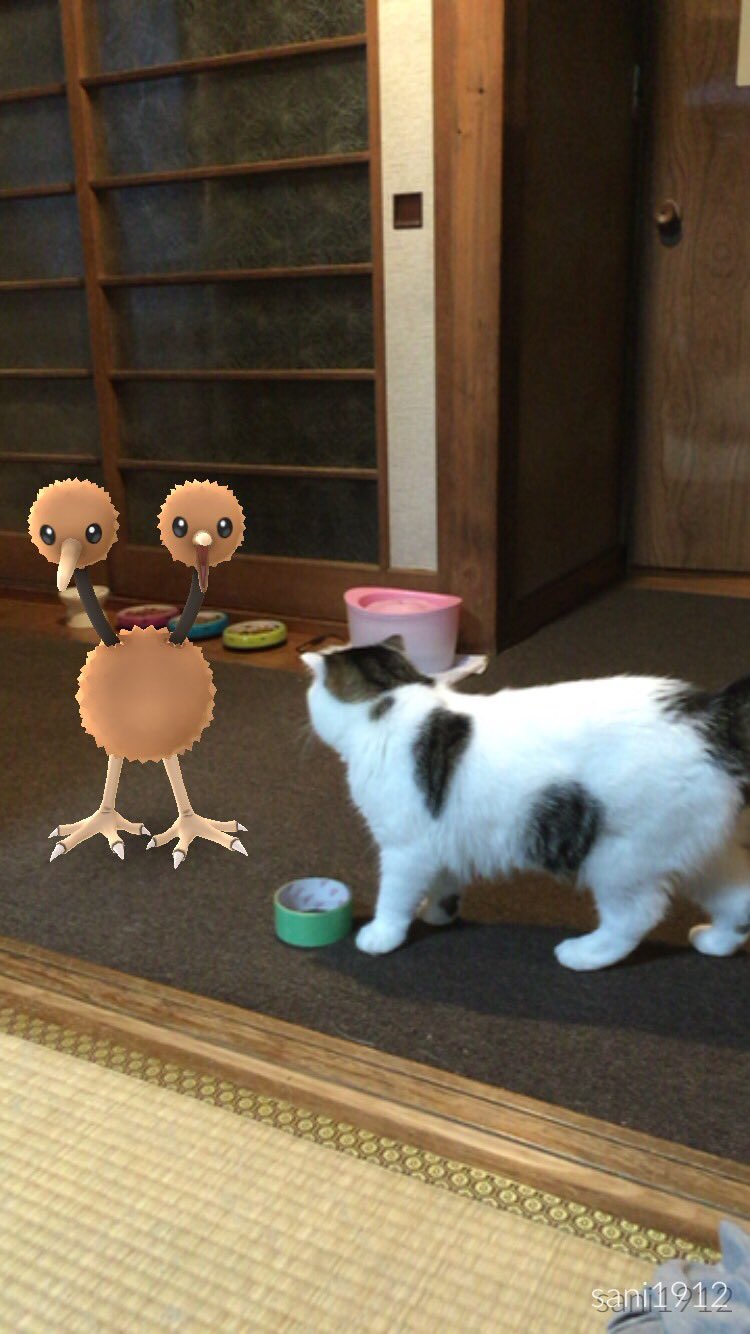 速報 うそでしょｗポケモンが猫には見えるらしい 話題の画像プラス